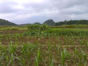 嘉禾望岗娱乐吃瓜地,揭秘网红聚集地的幕后故事