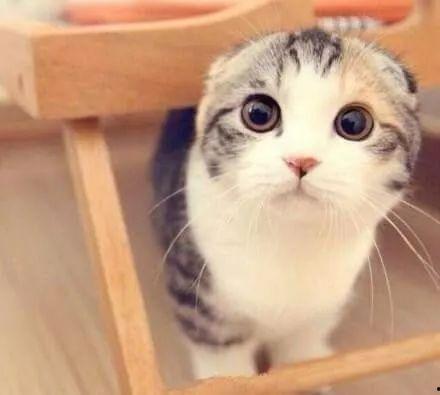 娱乐吃瓜君折耳猫视频,萌态百出,笑料连连